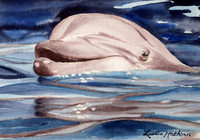 Dolphin Smile Prints & Cards