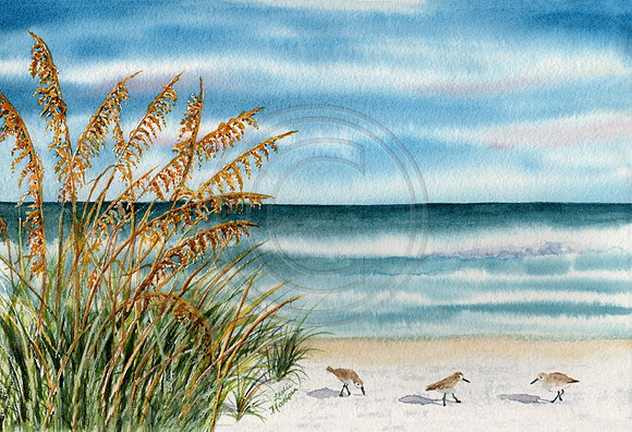 Sand Piper Happiness,  Prints & Cards