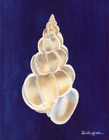 "Sea Shell on Navy"   Available