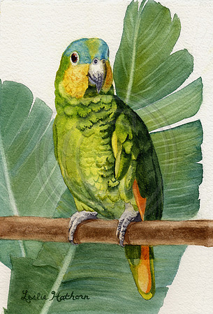#01   Lime Green Parrot Note Card Set