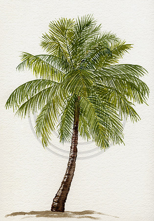 #05 Palm Tree Card