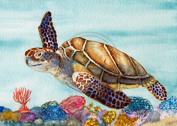 #08 Sea Turtle Note card