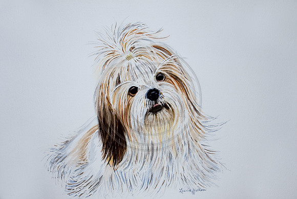 #09  Shih Tzu dog portrait note cards