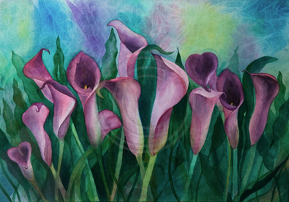 #13 Purple Calla Lillies for Lelly